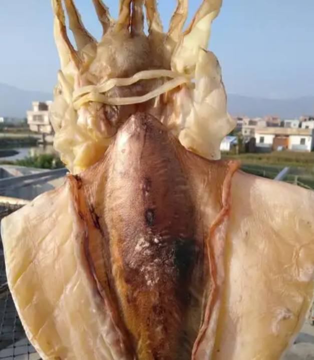 干鱿鱼