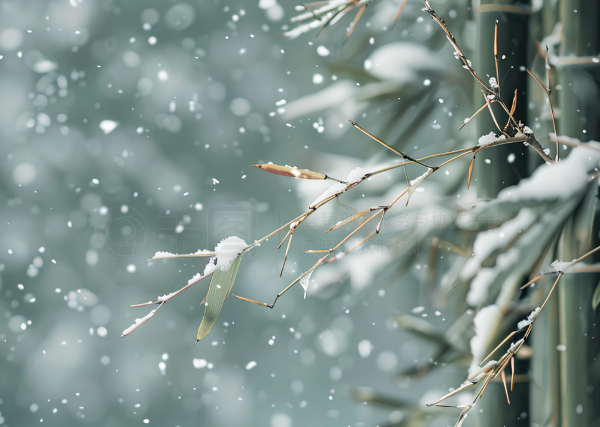 冬季竹子雪景