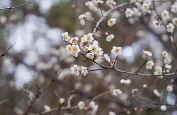 梅花谷中的梅花