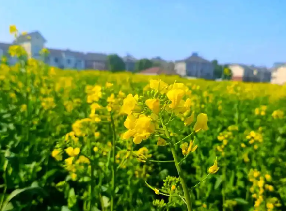 大竹园村油菜花