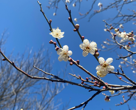灵峰寺梅花