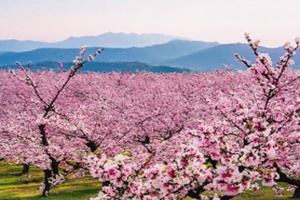 藏不住了！安吉春日赏花指南，承包你一整个春天的浪漫