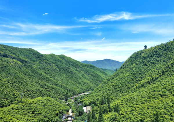 俯瞰大竹海